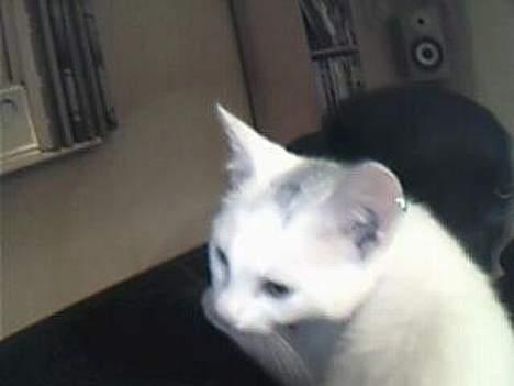 Huskat bo billede 3