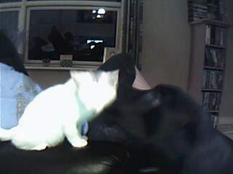 Huskat bo billede 4