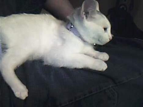 Huskat bo billede 7