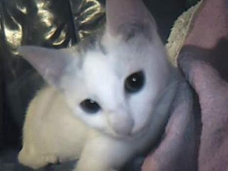Huskat bo billede 8