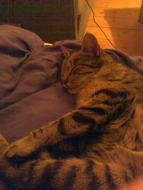 Blanding af racer Frida billede 4