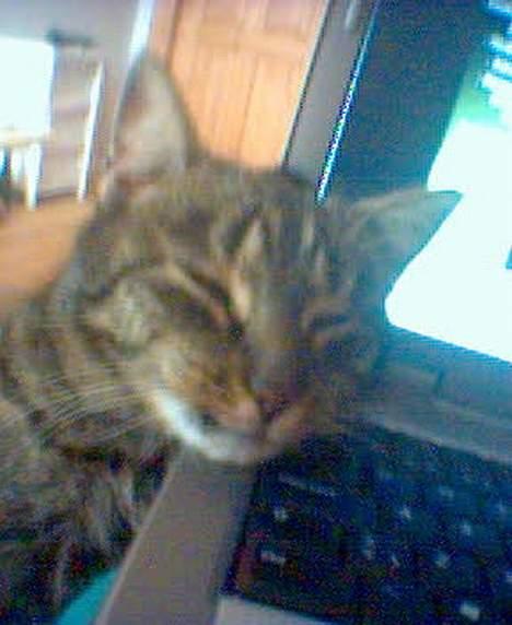 Blanding af racer Frida billede 5