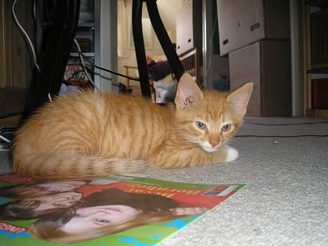 Huskat Hanibal ( Død ) billede 10