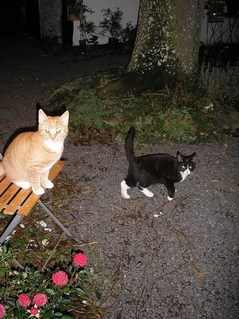 Huskat Hanibal ( Død ) billede 11