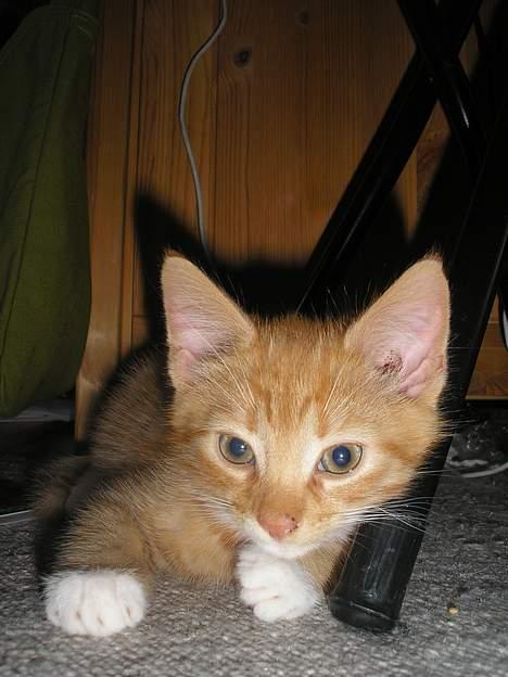 Huskat Hanibal ( Død ) billede 12