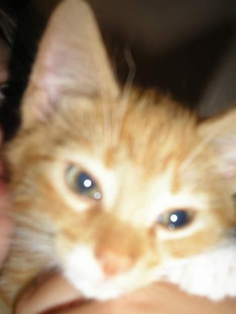 Huskat Hanibal ( Død ) billede 13