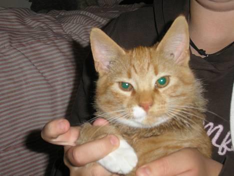 Huskat Hanibal ( Død ) billede 14