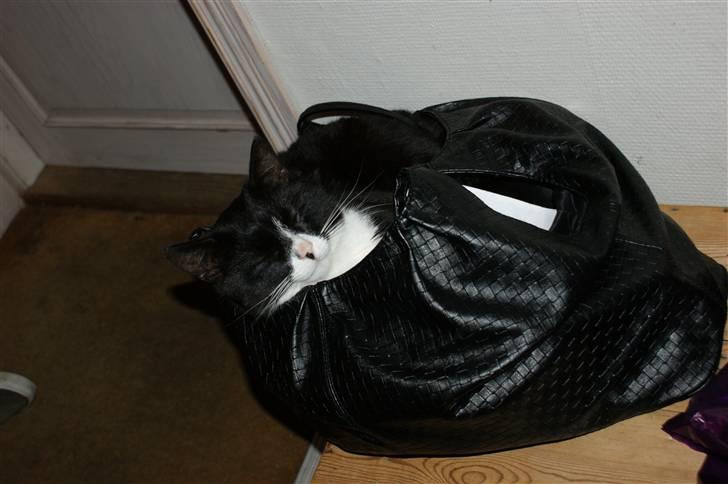 Huskat Fedtmule/Fede billede 7