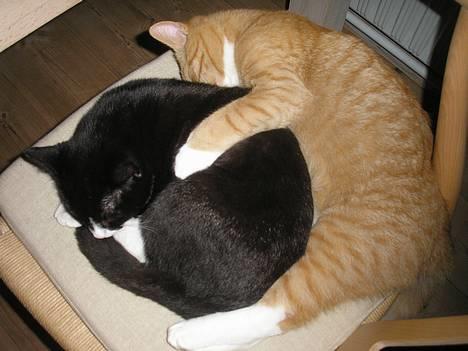 Huskat Fedtmule/Fede - Det er bare mig og min storebror!!!!hehe billede 8