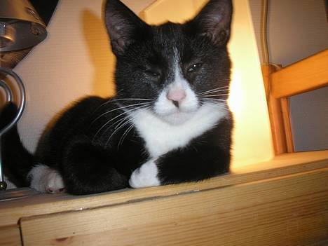 Huskat Fedtmule/Fede billede 9