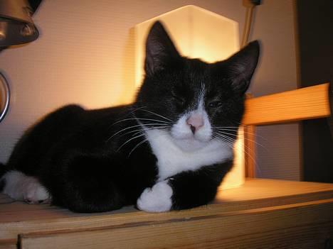 Huskat Fedtmule/Fede billede 10