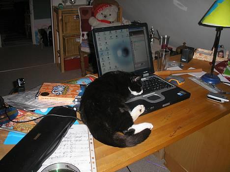 Huskat Fedtmule/Fede billede 11