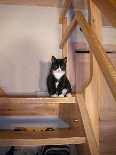 Huskat Fedtmule/Fede billede 12