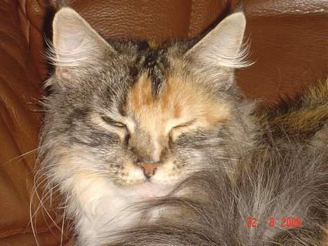 Maine Coon Fister er flyttet billede 15