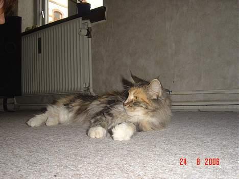 Maine Coon Fister er flyttet billede 16