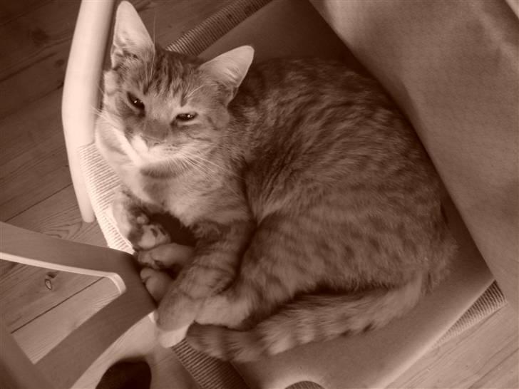 Huskat Hanibal ( Død ) billede 15