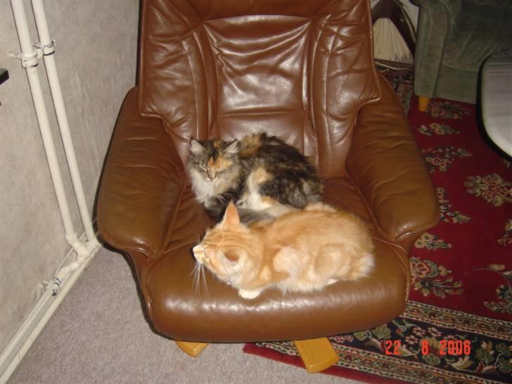 Maine Coon Tyson - ligger lige her i lænestolen (22-08-06) billede 11