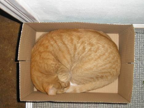 Huskat Hanibal ( Død ) - sover billede 16