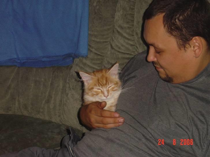 Maine Coon Tyson - det er nu også godt hos far (24-08-06) billede 12