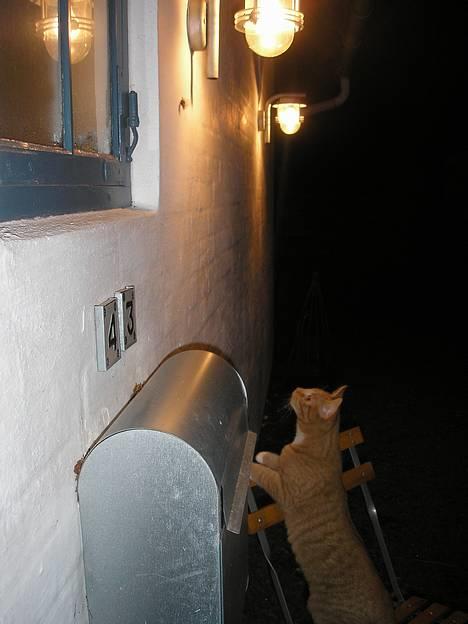 Huskat Hanibal ( Død ) billede 17