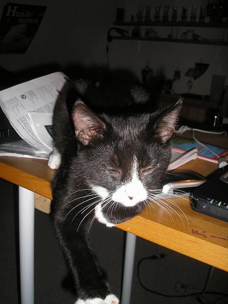 Huskat Fedtmule/Fede billede 13