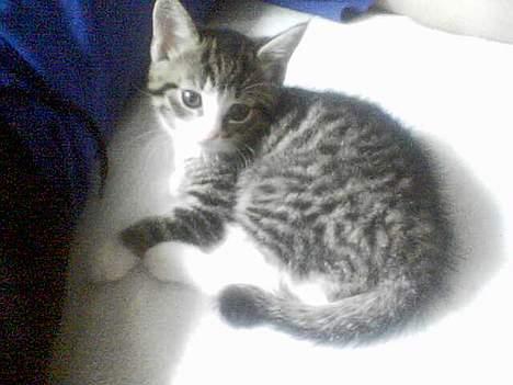 Huskat Tippe - Lille Tippe billede 1