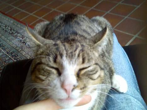 Huskat Tippe billede 2