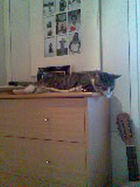 Huskat Tippe billede 3