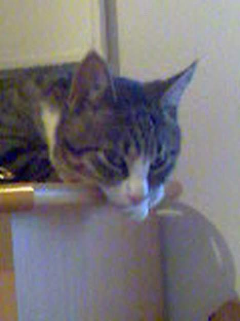 Huskat Tippe billede 4