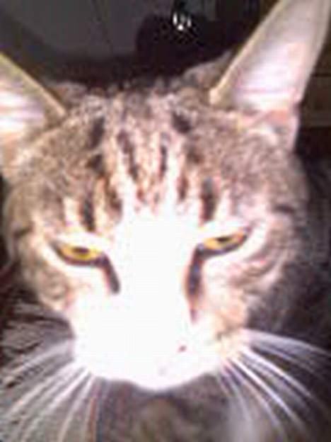 Huskat Tippe billede 5