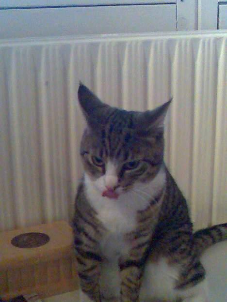 Huskat Tippe billede 6