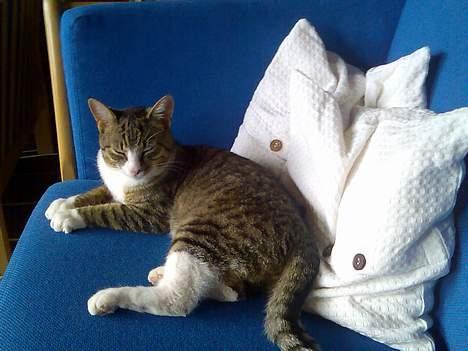 Huskat Tippe billede 7