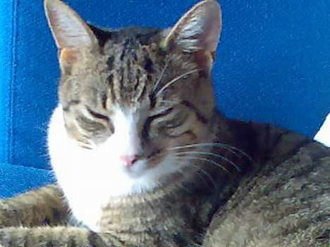 Huskat Tippe billede 8