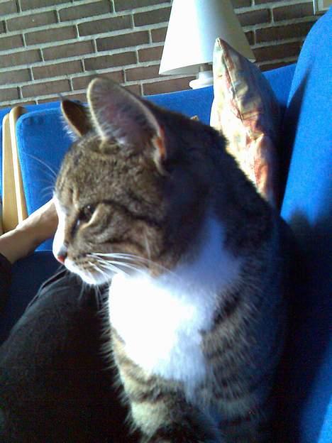 Huskat Tippe billede 9