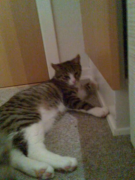 Huskat Tippe billede 10