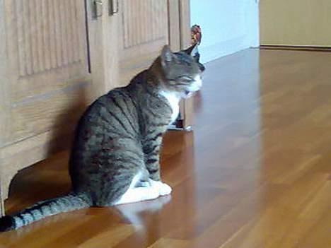 Huskat Tippe billede 11