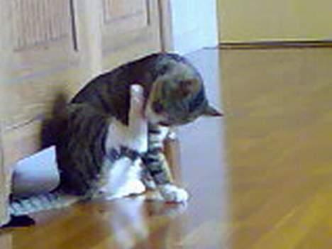 Huskat Tippe billede 12