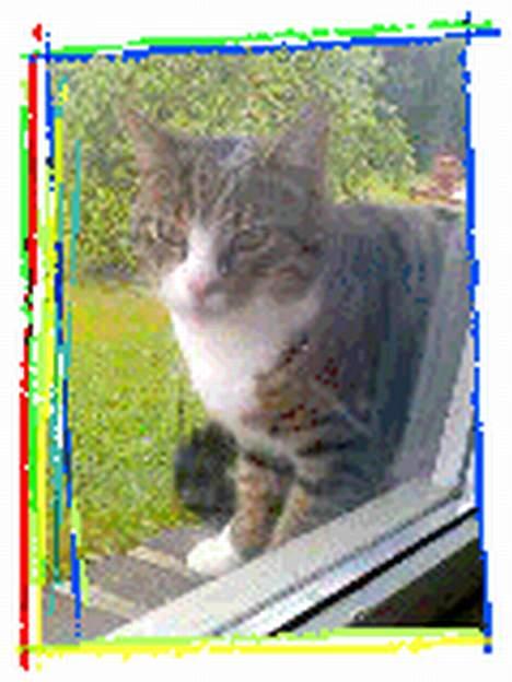 Huskat Tippe billede 13