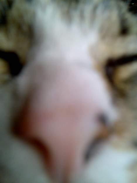 Huskat Tippe billede 14