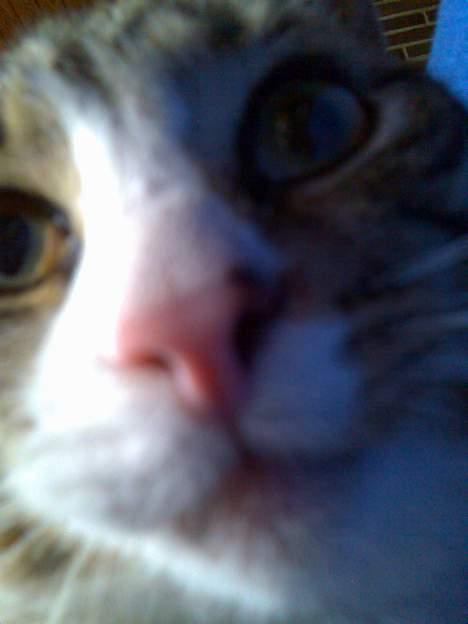 Huskat Tippe billede 15