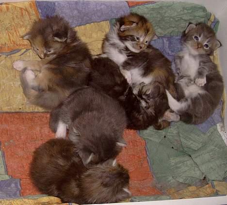 Maine Coon Popsi - killinger 12 dage. billede 10