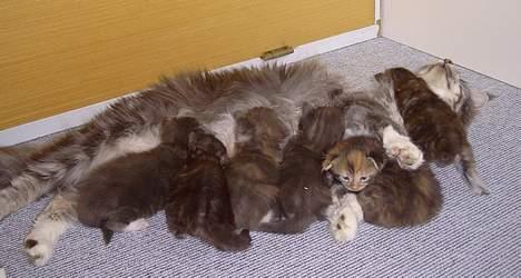 Maine Coon Popsi - Popsi og killinger 16 dage. billede 11