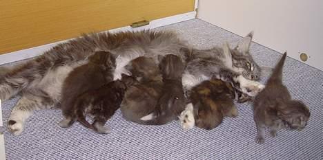 Maine Coon Popsi - mælkebaren er åben. 17 dage. billede 12