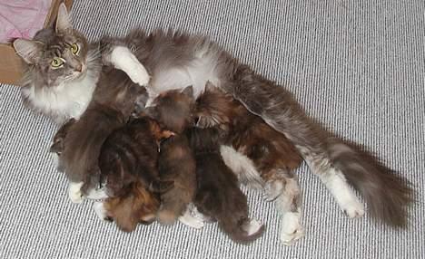Maine Coon Popsi - 23 dage og der er trangt i mælkebaren. billede 13