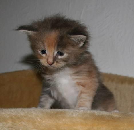 Maine Coon Popsi - Blondie 4 uger. billede 14