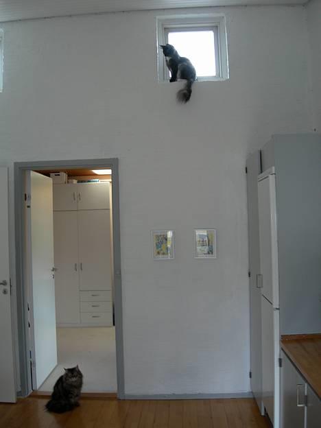 Norsk Skovkat Na´zyias Daisy Mae (Hera) - Maj 2007 - Forskel på skovkat og perser, her anskueliggjort i perspektiv på tilværelsen billede 18