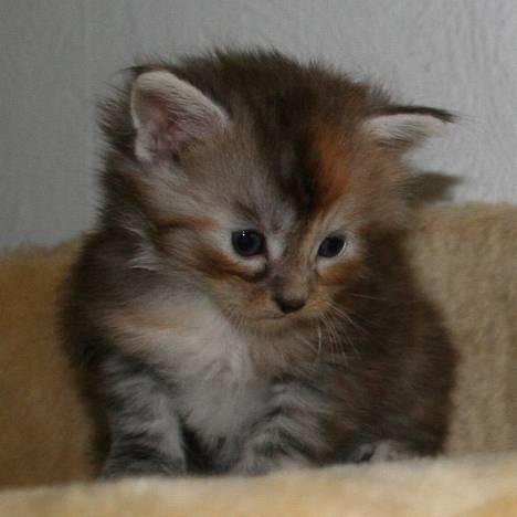 Maine Coon Popsi -  Gizmo 4 uger. billede 15