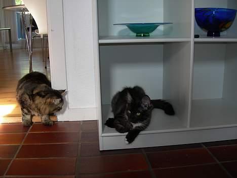 Norsk Skovkat Na´zyias Daisy Mae (Hera) - Tre sekunder før Miko finder Hera billede 19