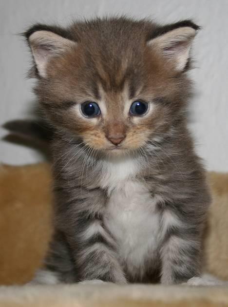 Maine Coon Popsi - Oskar 4 uger. billede 16