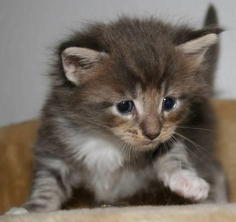 Maine Coon Popsi - Pops 4 uger. billede 17